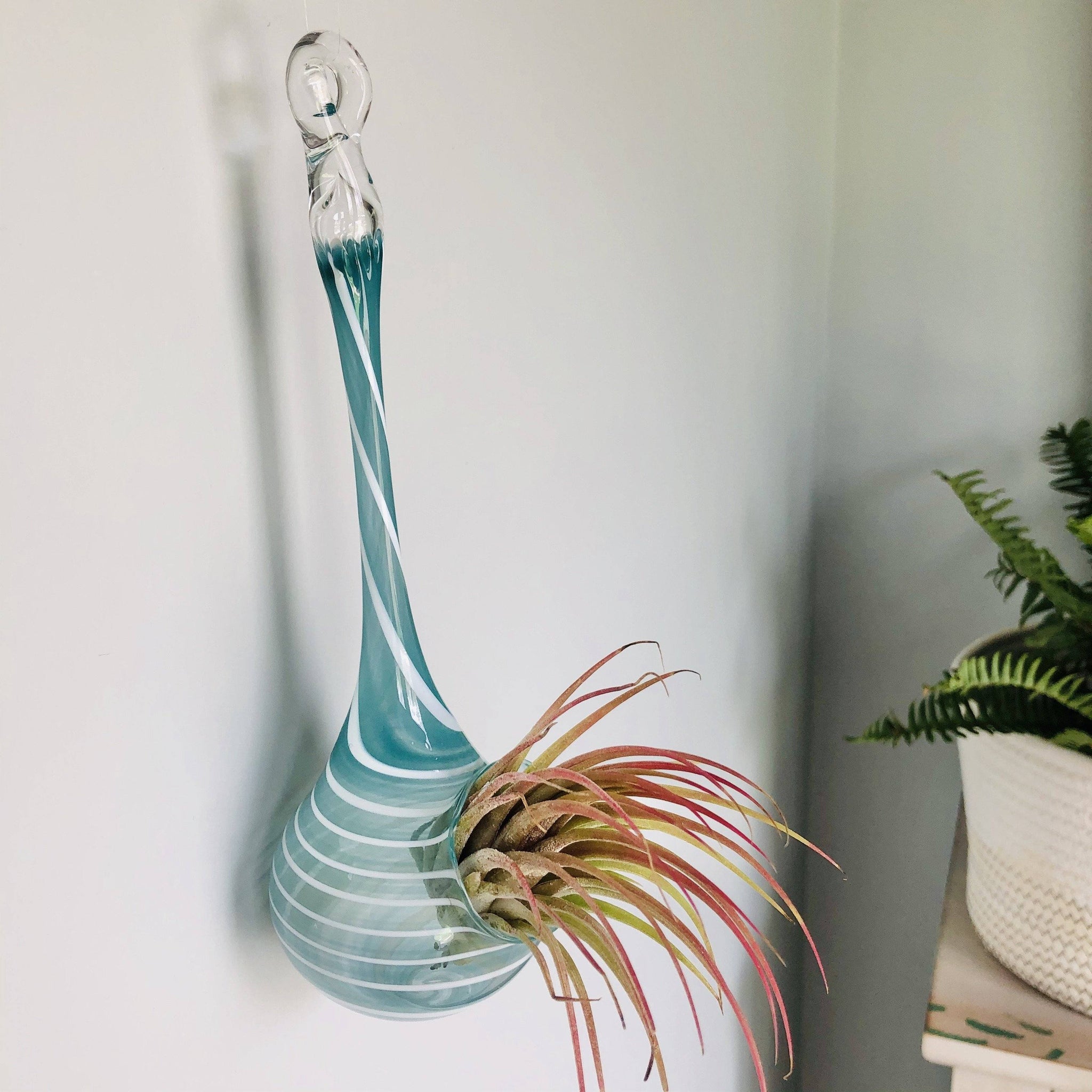 air plants in glass vase Air Plant Hanging Drop Vase 3