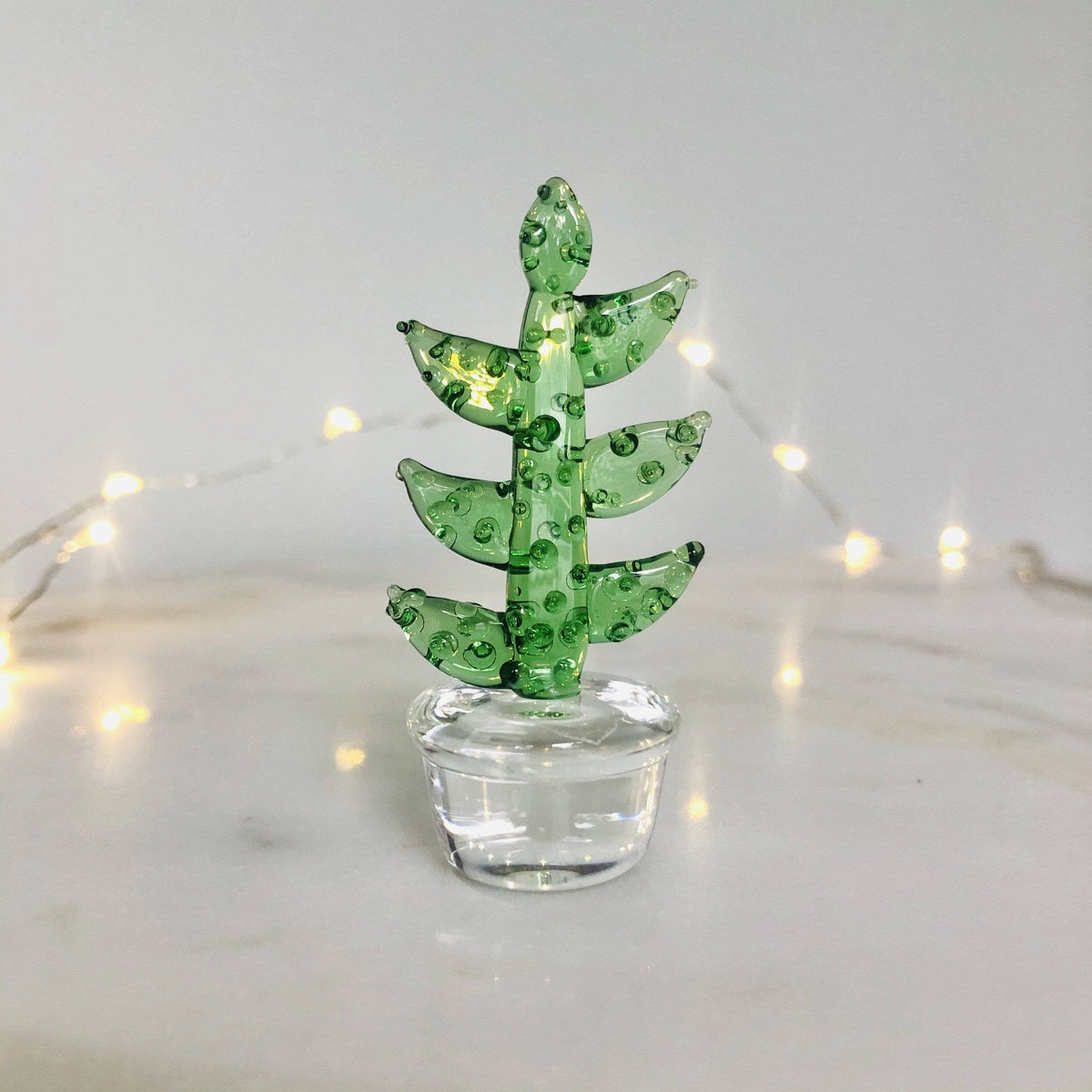 Glass Cactus Fern Miniature - 