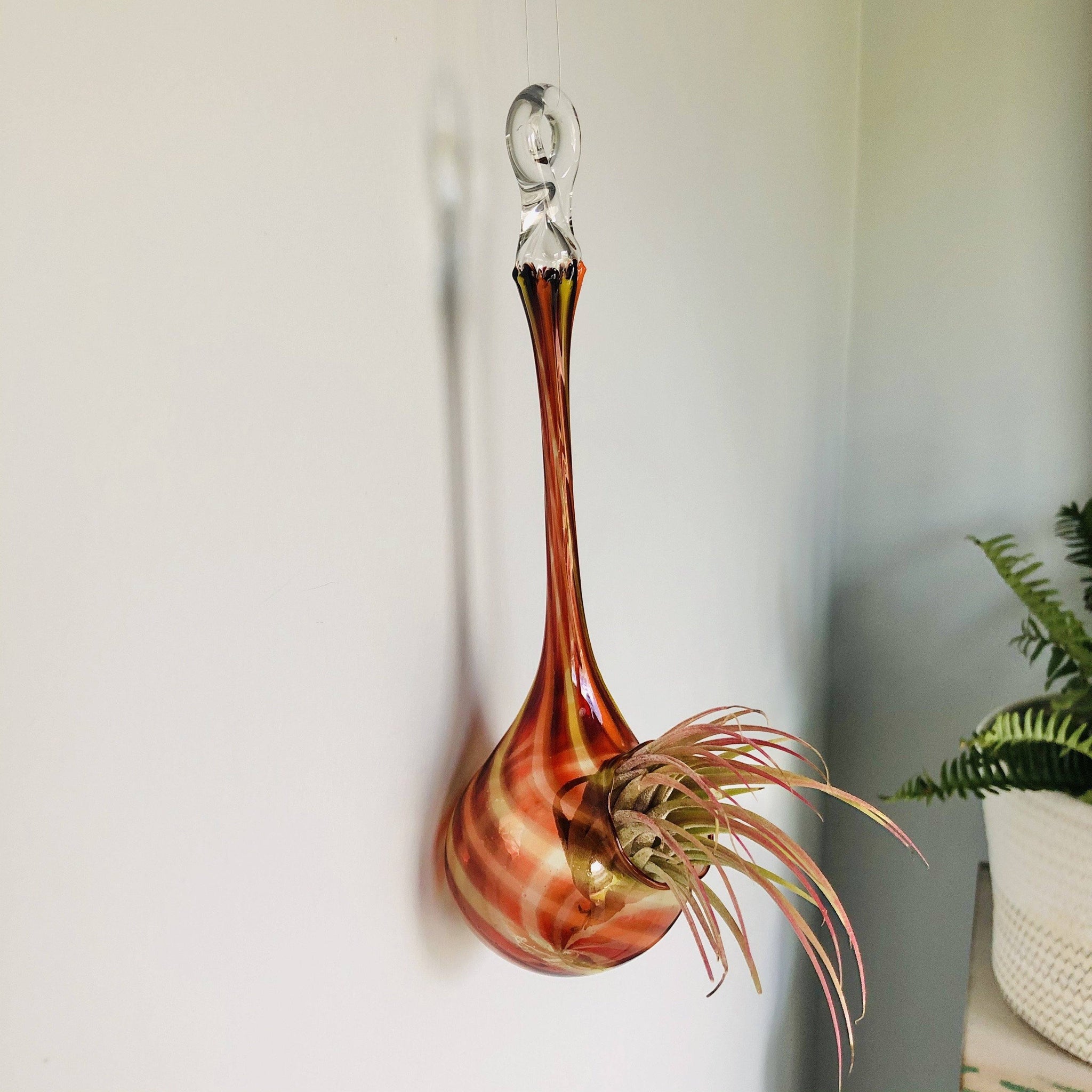 hanging air plant vases Air Plant Hanging Drop Vase 25