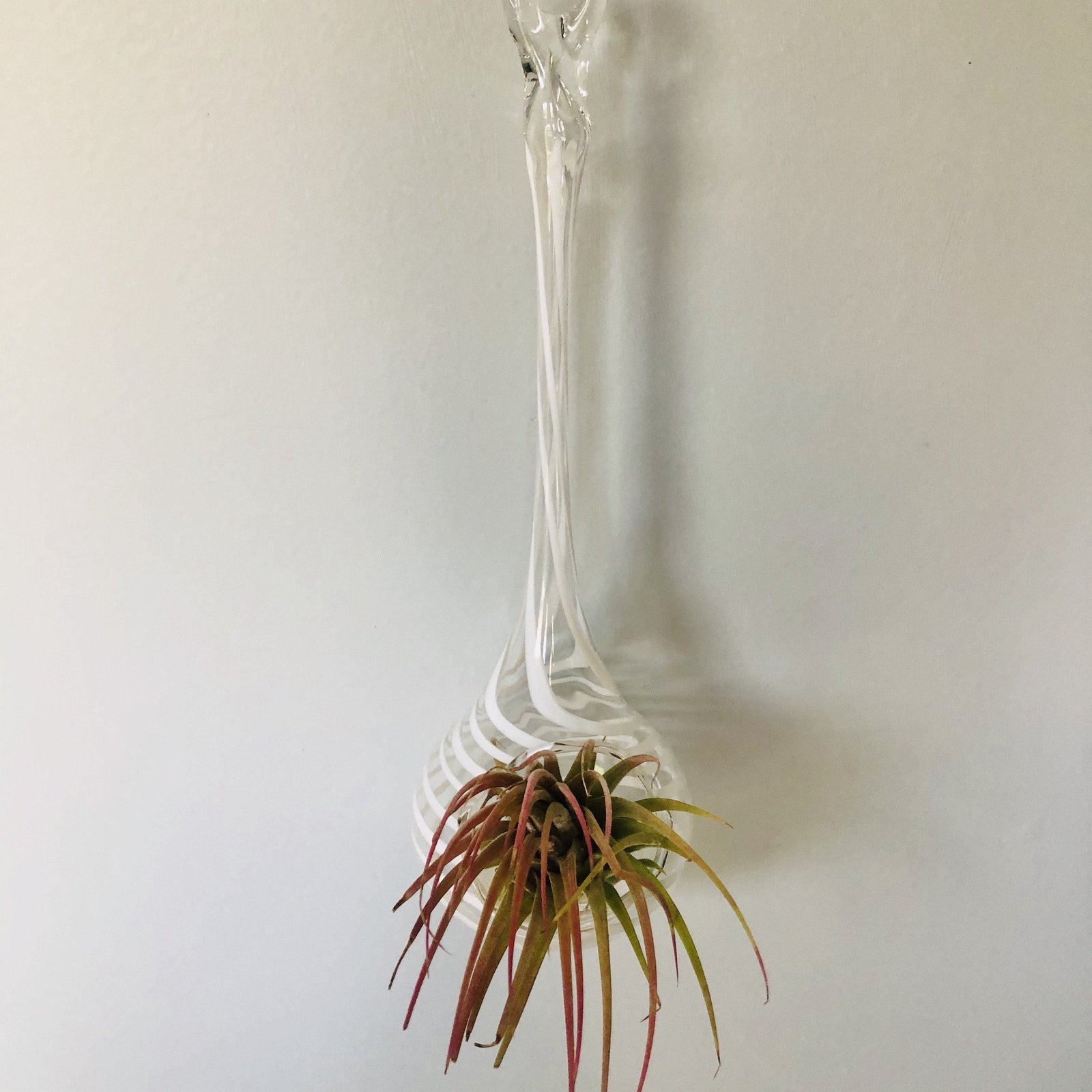 Air Plant Hanging Drop Vase 133 Luke Adams Glass Blowing Studio 